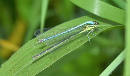 Réf. 359 848 : Coenagrion puella